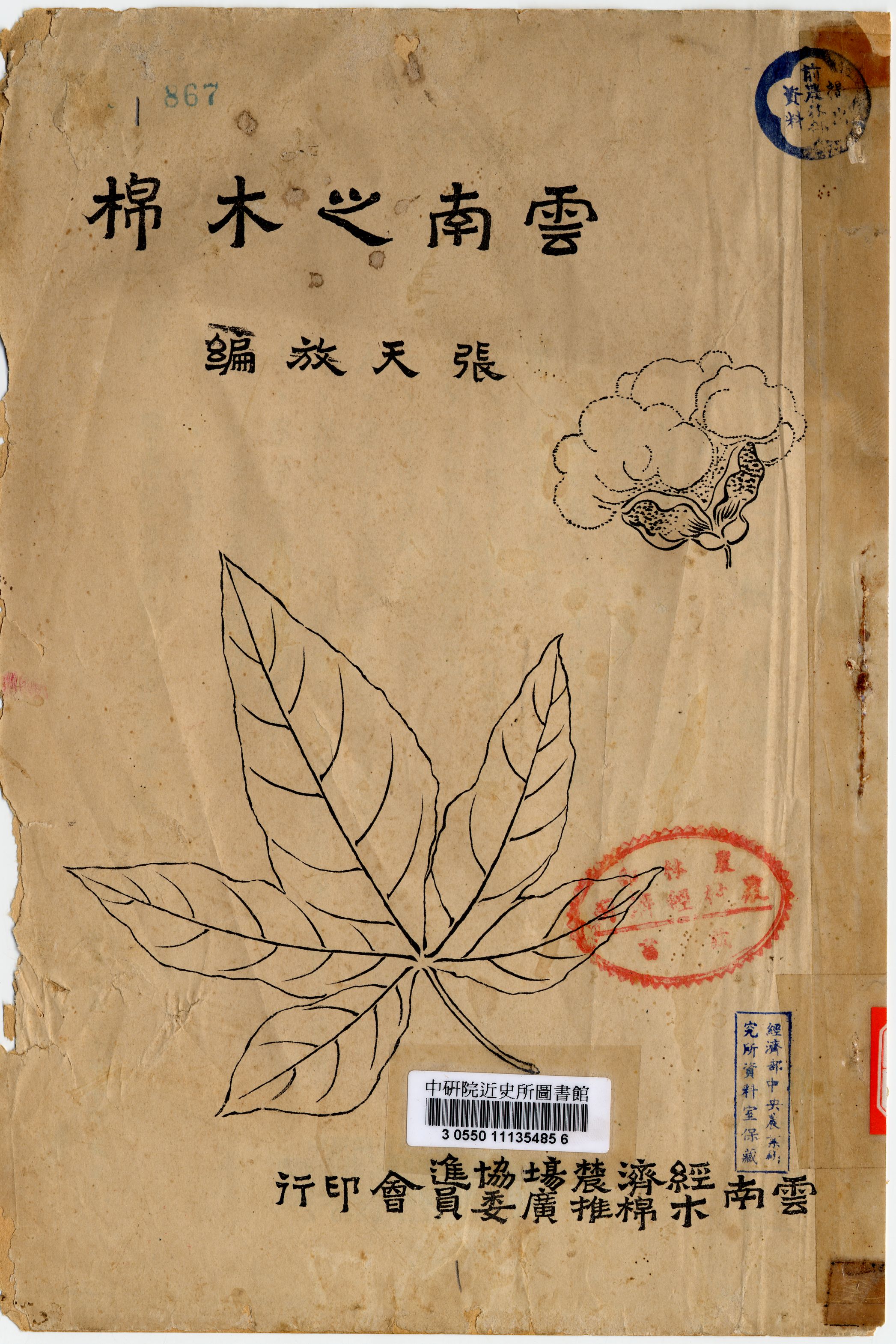 雲南之木棉